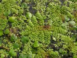 Salvinia natans