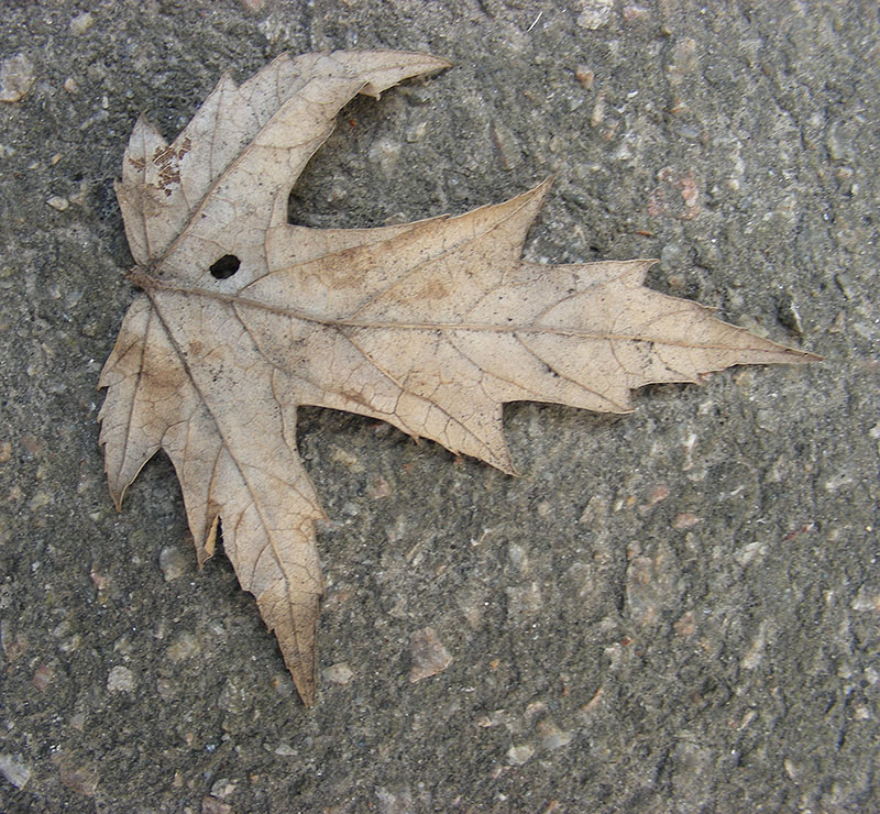 Image of Acer saccharinum specimen.