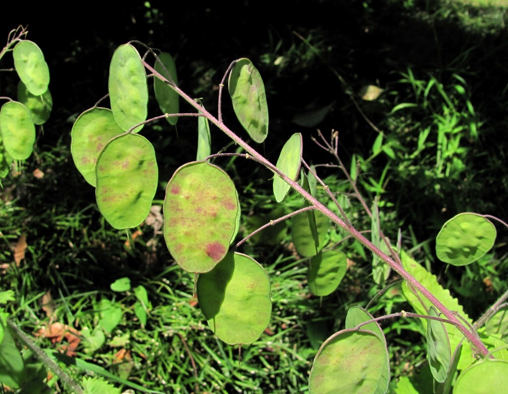 Image of Lunaria annua specimen.