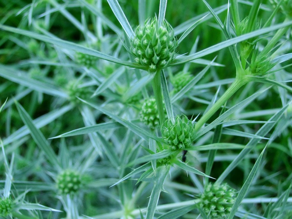 Изображение особи Eryngium campestre.