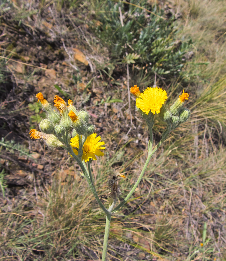 Image of genus Pilosella specimen.