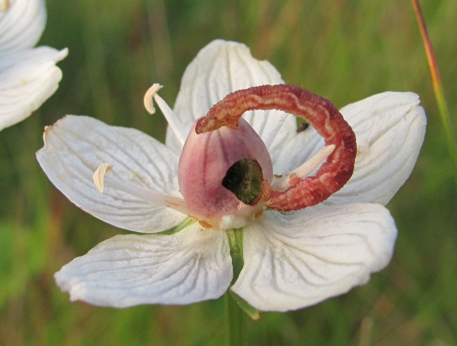 Image of Parnassia palustris specimen.