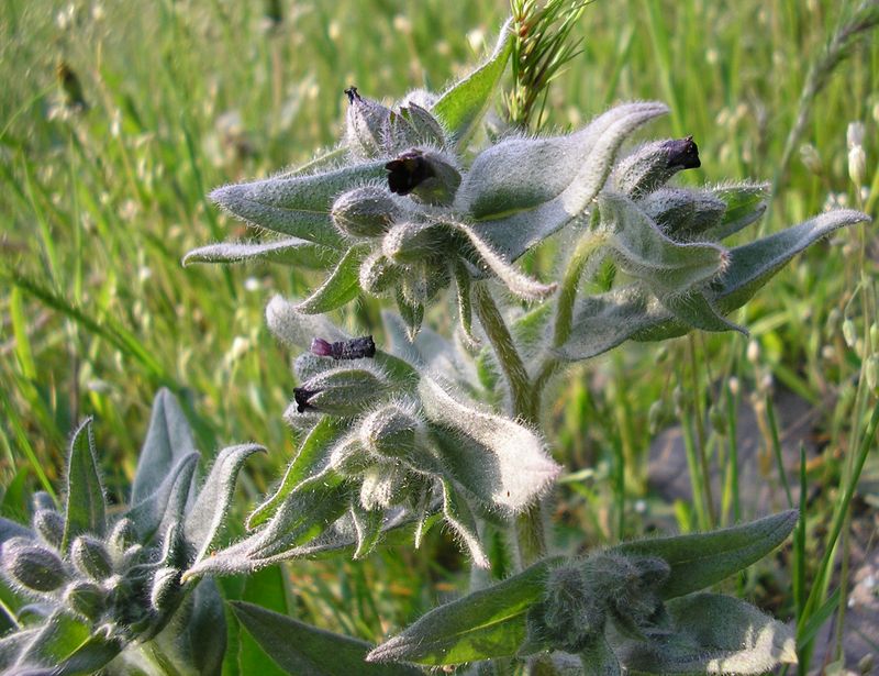 Image of Nonea rossica specimen.