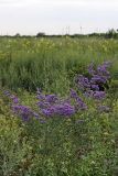 Limonium otolepis. Цветущее растение на пойменном лугу. Южный Казахстан, правобережье Сыр-Дарьи выше устья Арыси. 28.05.2012.