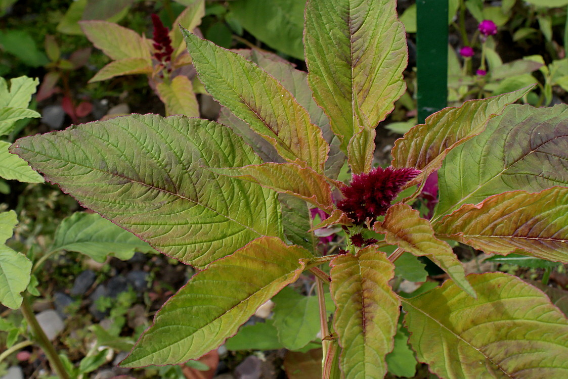 Image of Amaranthus tricolor specimen.