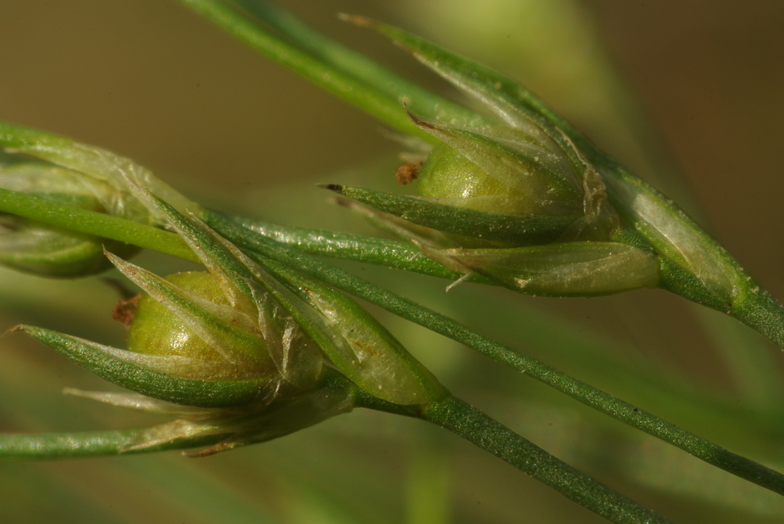 Изображение особи Juncus sphaerocarpus.