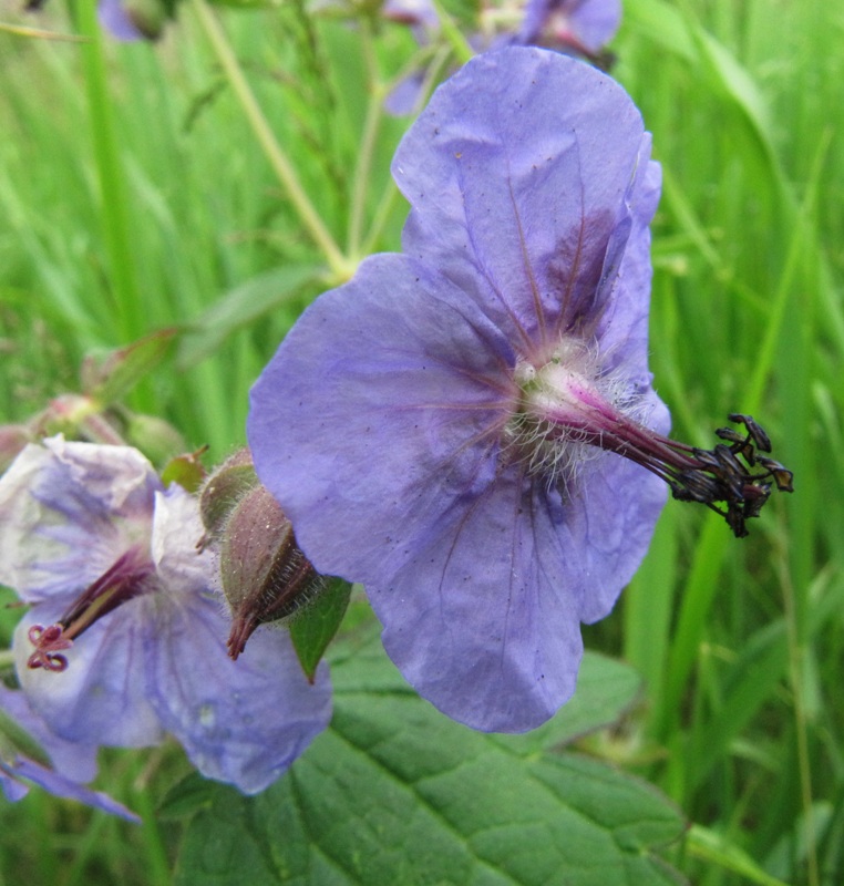 Image of Geranium platyanthum specimen.