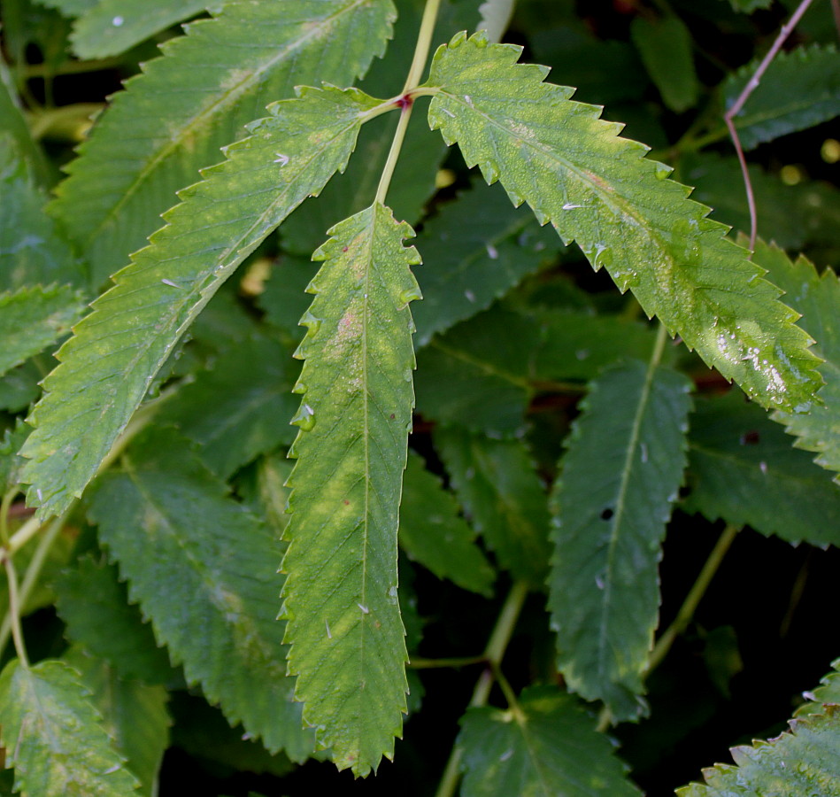 Image of genus Sanguisorba specimen.