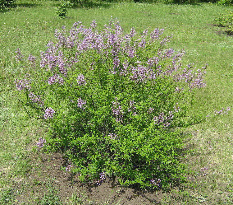 Image of Syringa &times; laciniata specimen.