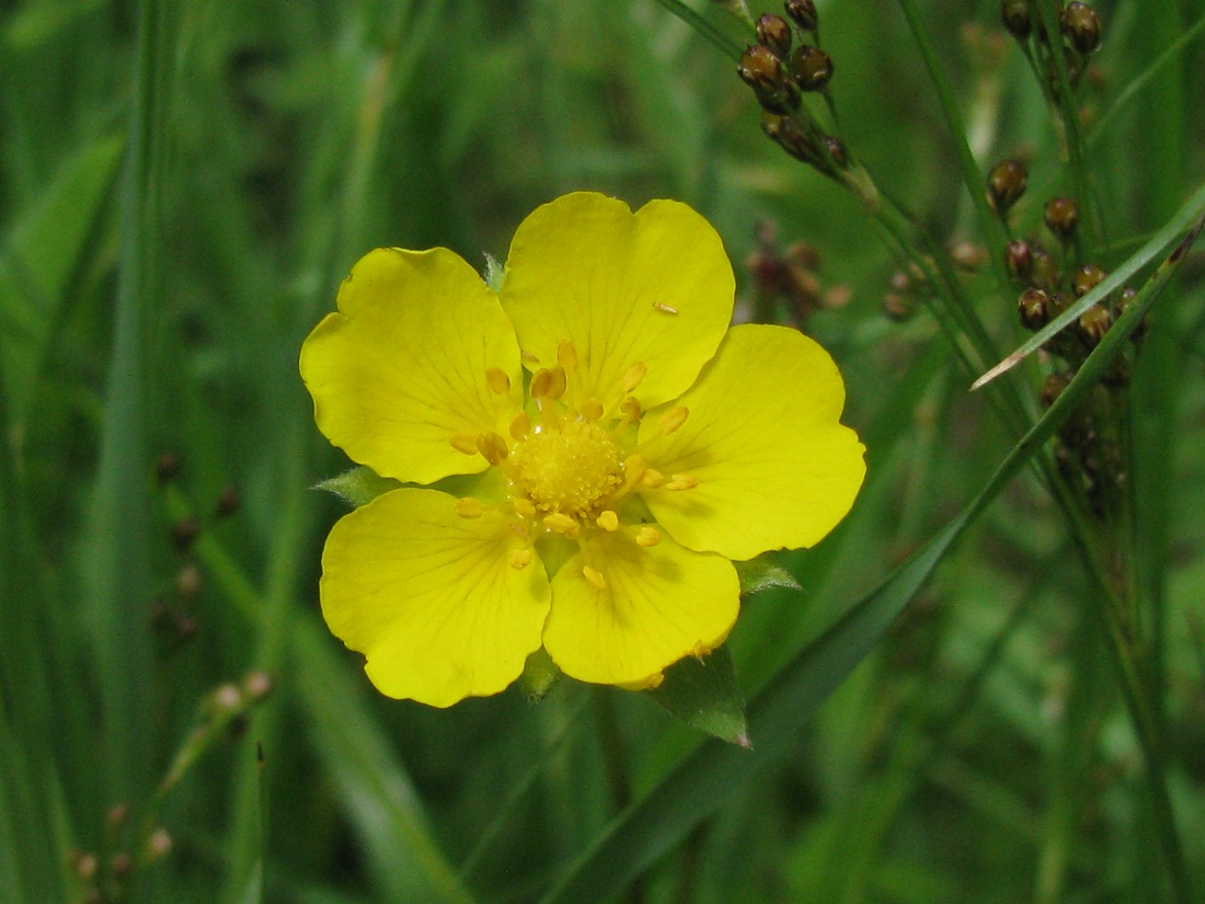 Image of Potentilla reptans specimen.