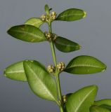 Buxus sempervirens. Верхушка побега с развивающимися соцветиями (видна обратная сторона листьев). Германия, г. Кемпен, в озеленении центра города. 28.02.2013.