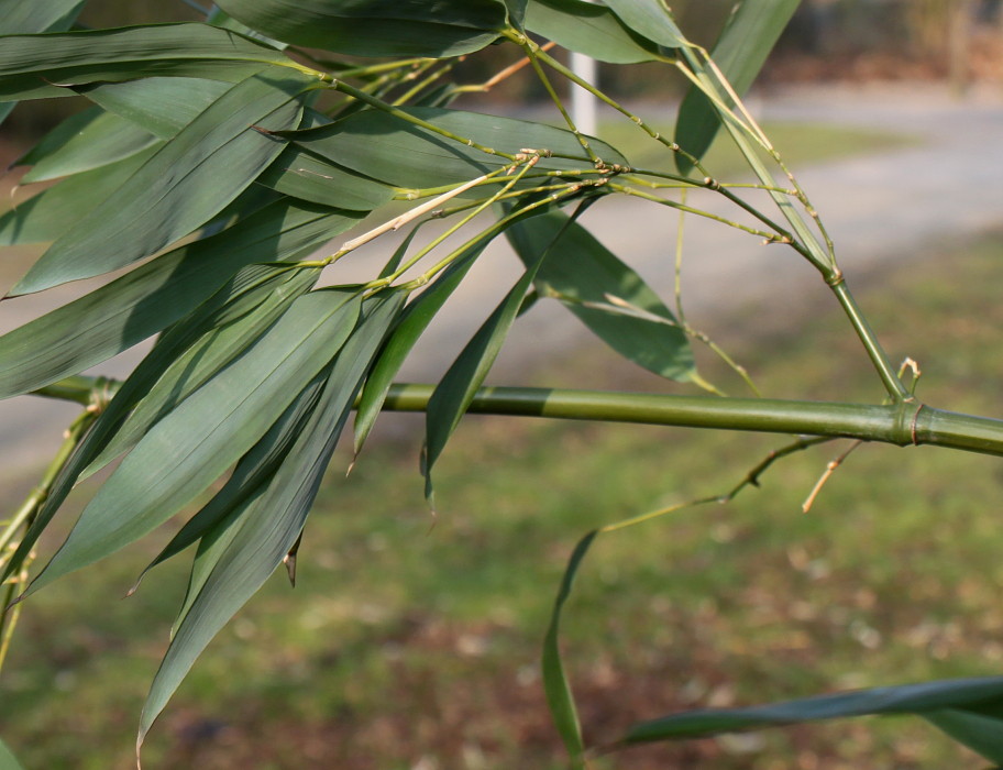 Изображение особи Pseudosasa japonica.