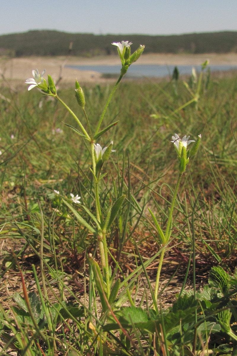 Изображение особи Dichodon viscidum.