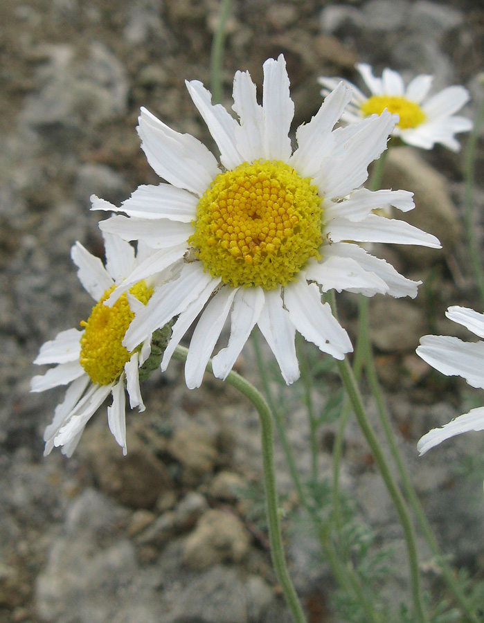 Изображение особи Anthemis tranzscheliana.