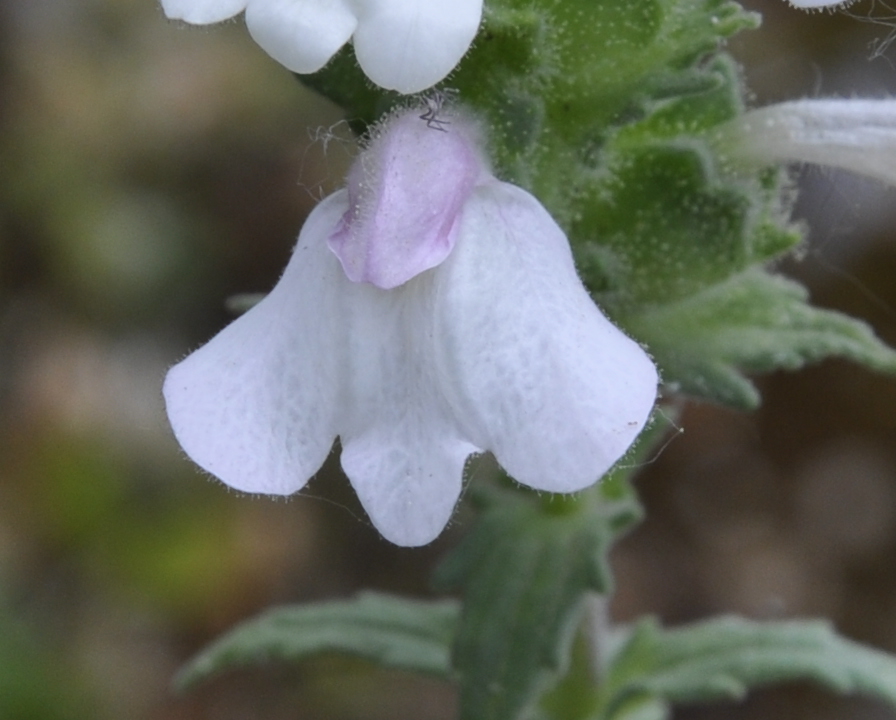 Image of Bellardia trixago specimen.