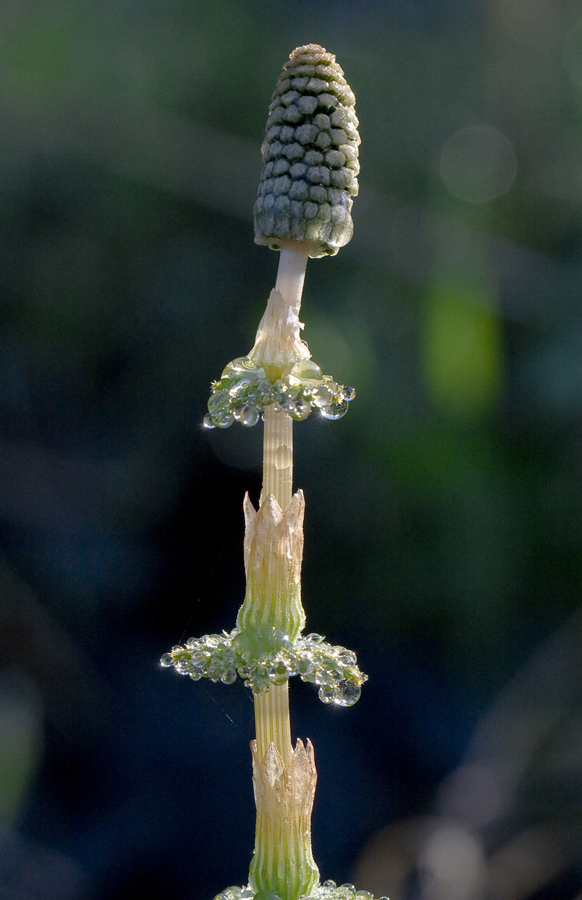 Image of Equisetum sylvaticum specimen.