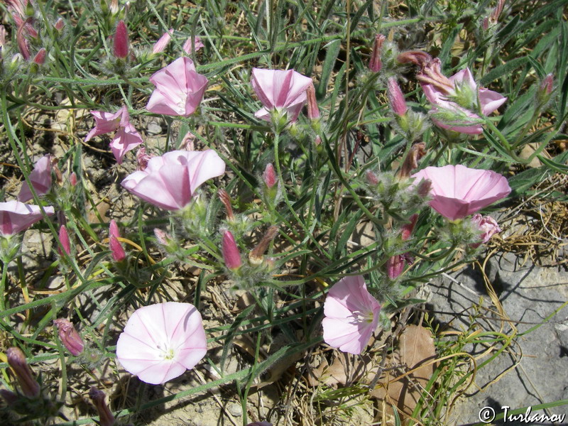 Image of Convolvulus cantabrica specimen.