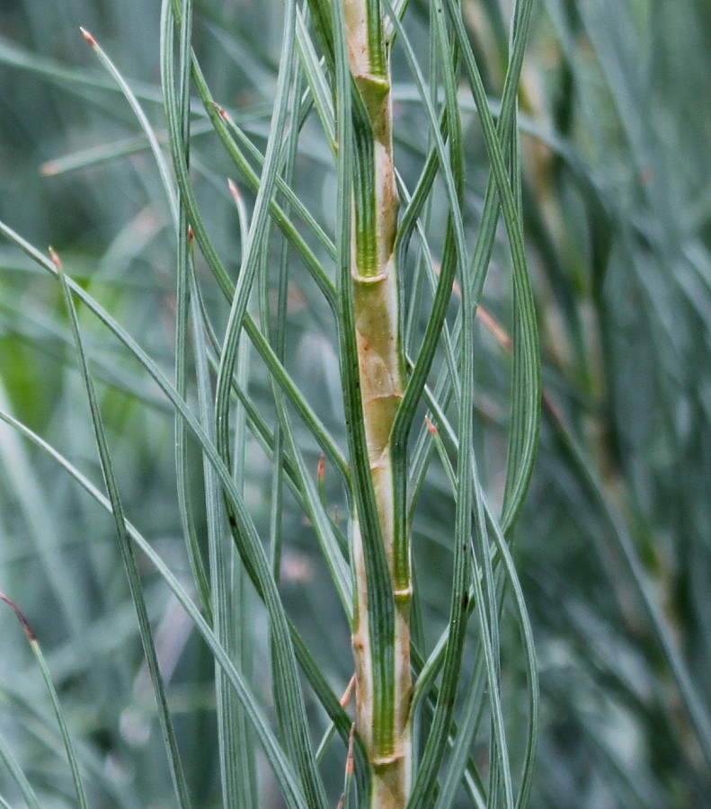 Image of Asphodeline lutea specimen.