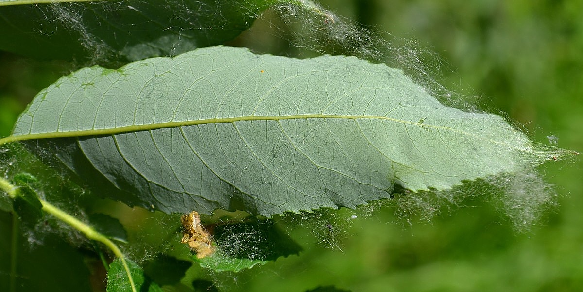 Image of Salix triandra specimen.