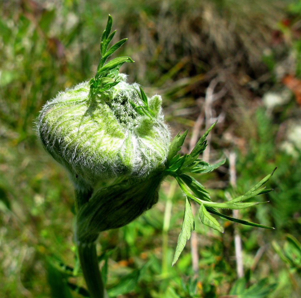 Image of Sajanella monstrosa specimen.