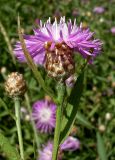 Centaurea jacea