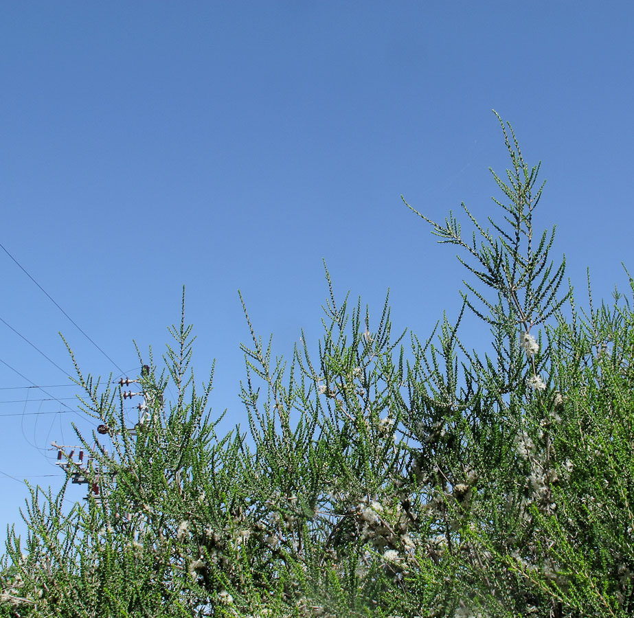 Изображение особи Melaleuca cardiophylla.