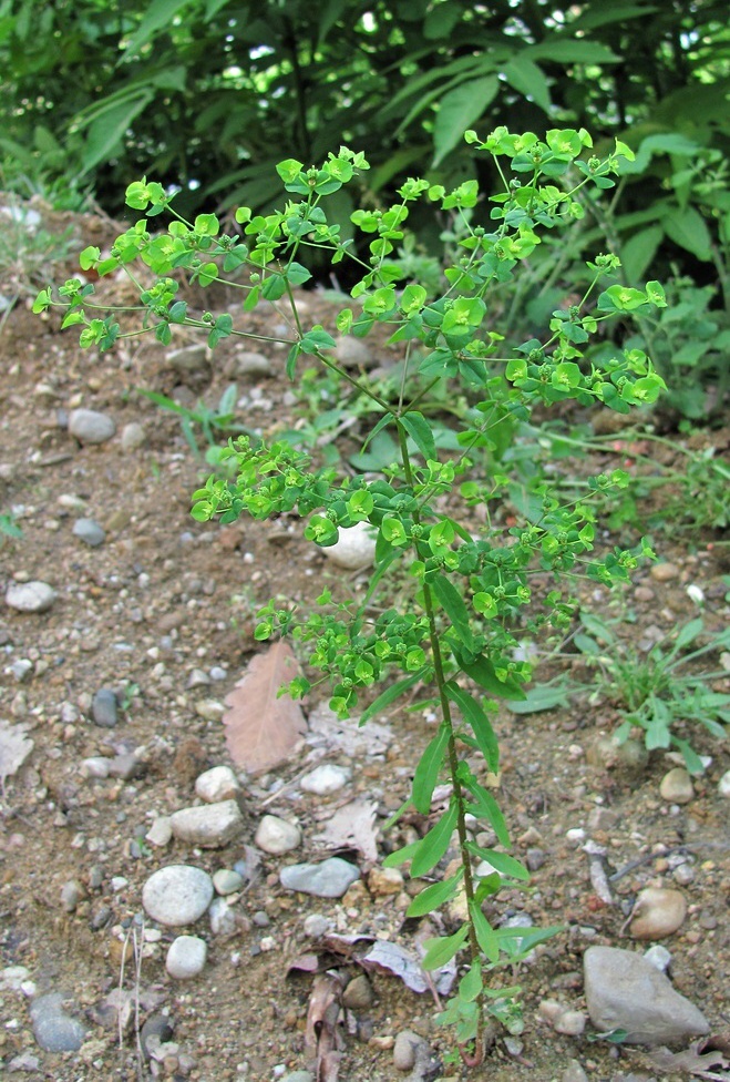 Image of Euphorbia stricta specimen.