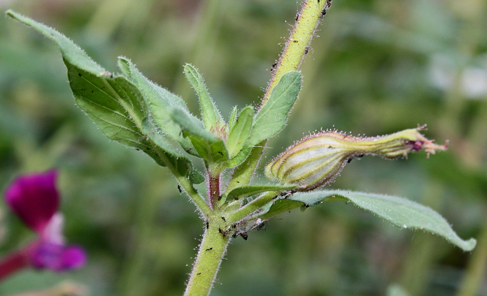 Image of Cuphea viscosissima specimen.