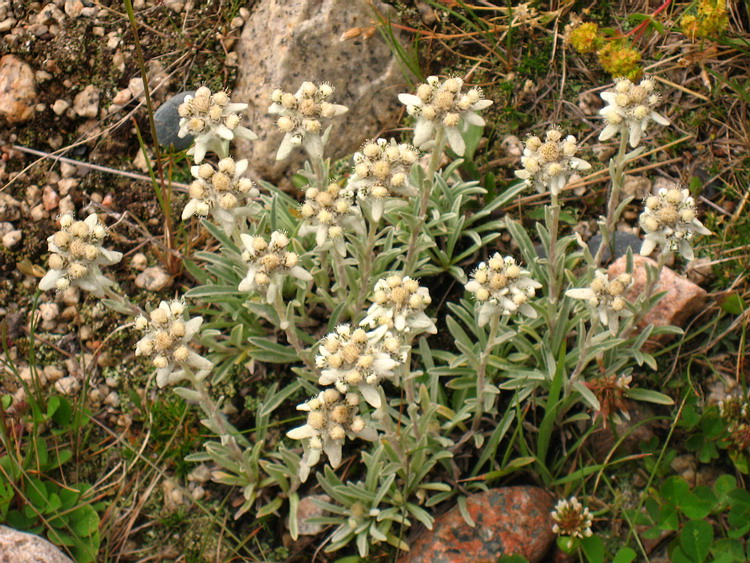 Image of Leontopodium fedtschenkoanum specimen.