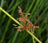 Juncus effusus