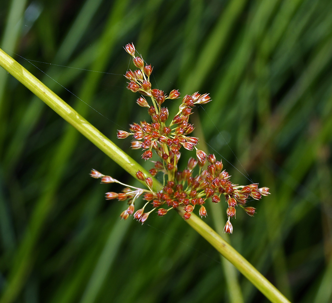 Image of Juncus effusus specimen.