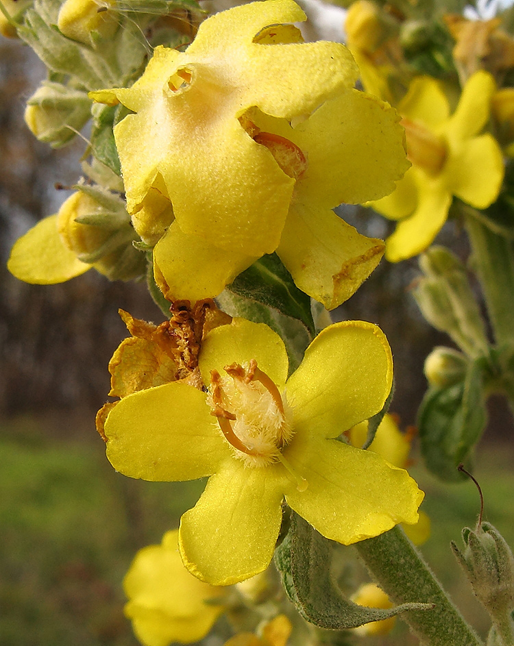 Изображение особи Verbascum lychnitis.