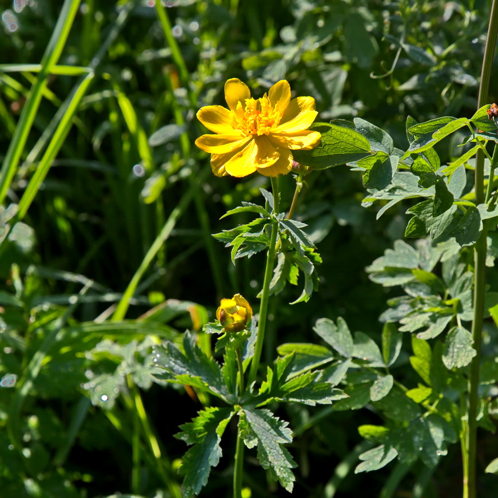 Изображение особи Trollius dschungaricus.