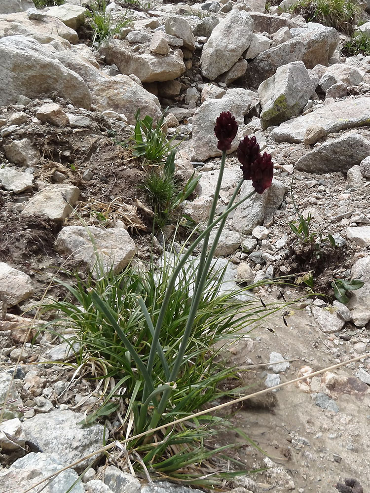 Image of Allium atrosanguineum specimen.