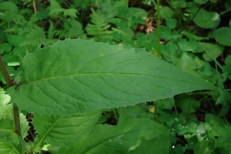 Изображение особи Saussurea pseudotilesii.