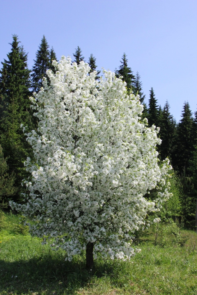 Image of genus Malus specimen.