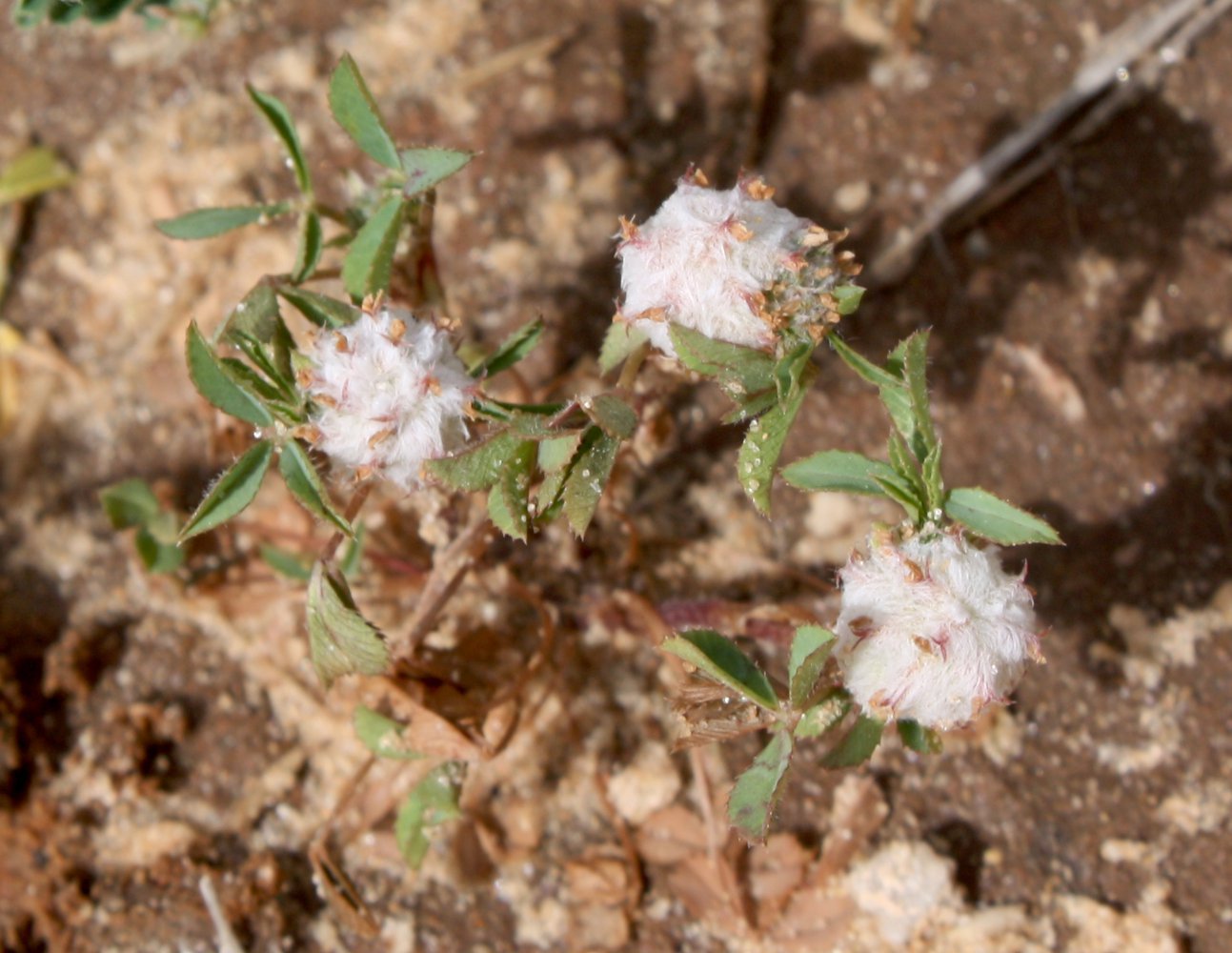 Image of Trifolium tomentosum specimen.