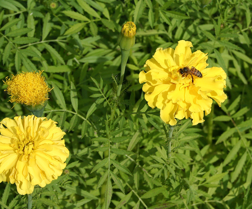 Изображение особи Tagetes erecta.