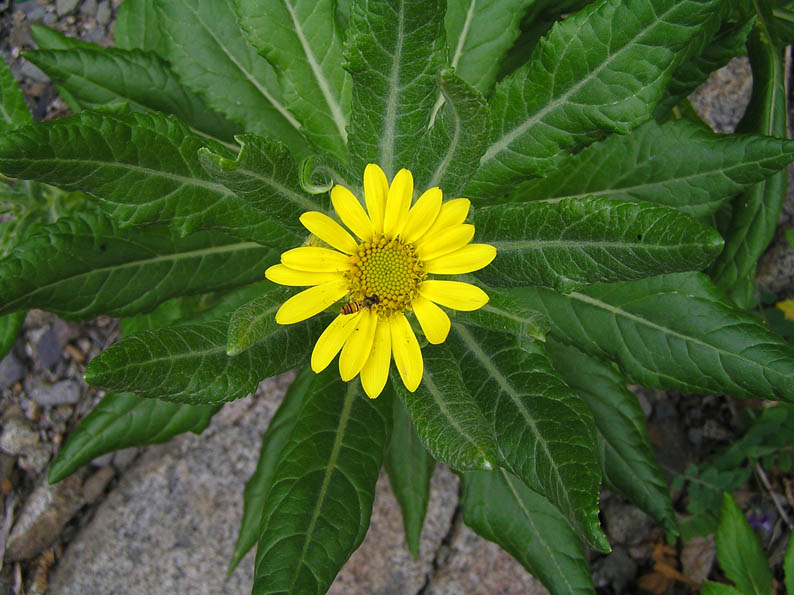 Image of Senecio pseudoarnica specimen.