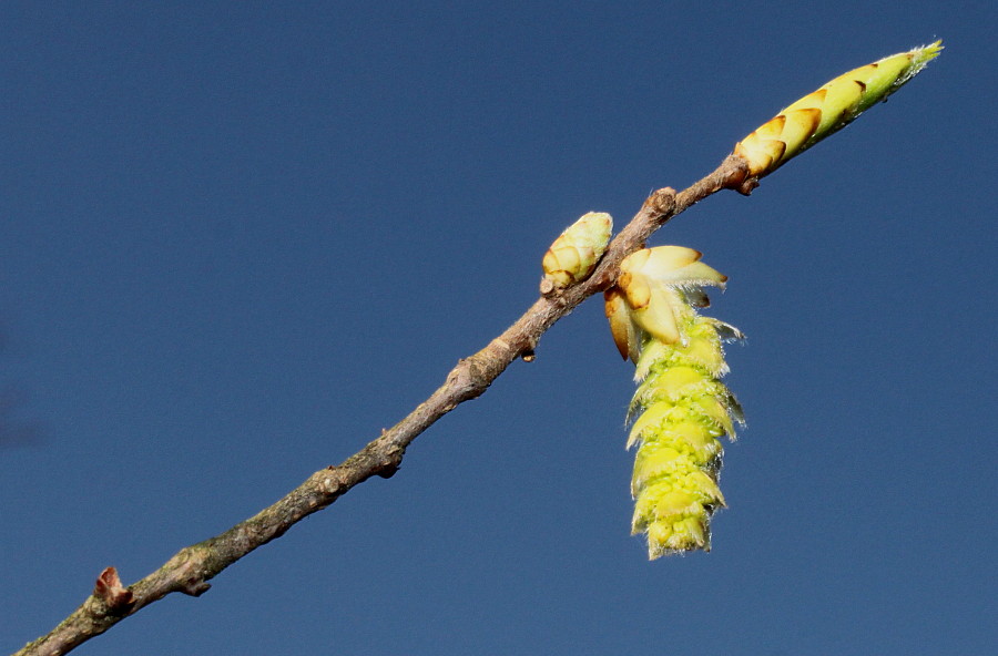 Image of Carpinus japonica specimen.