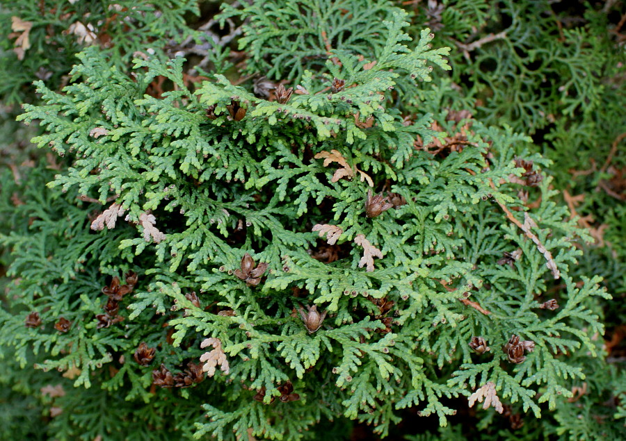 Image of Thuja occidentalis specimen.