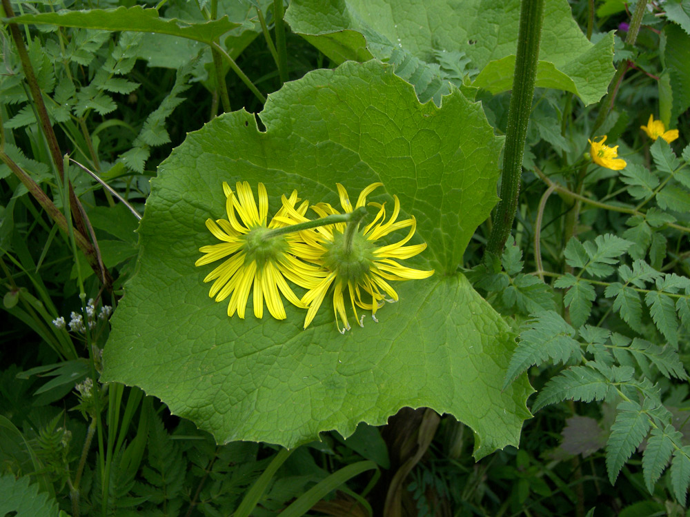 Image of Doronicum macrophyllum specimen.