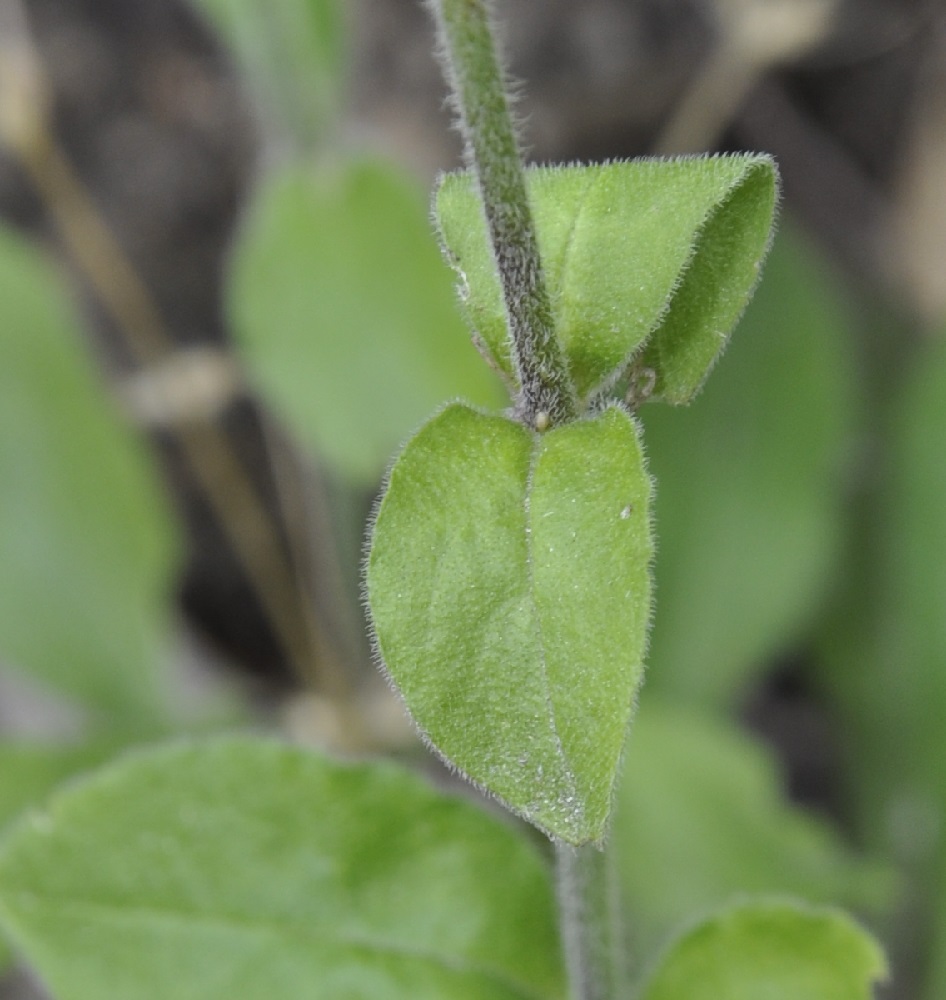 Image of Silene viridiflora specimen.