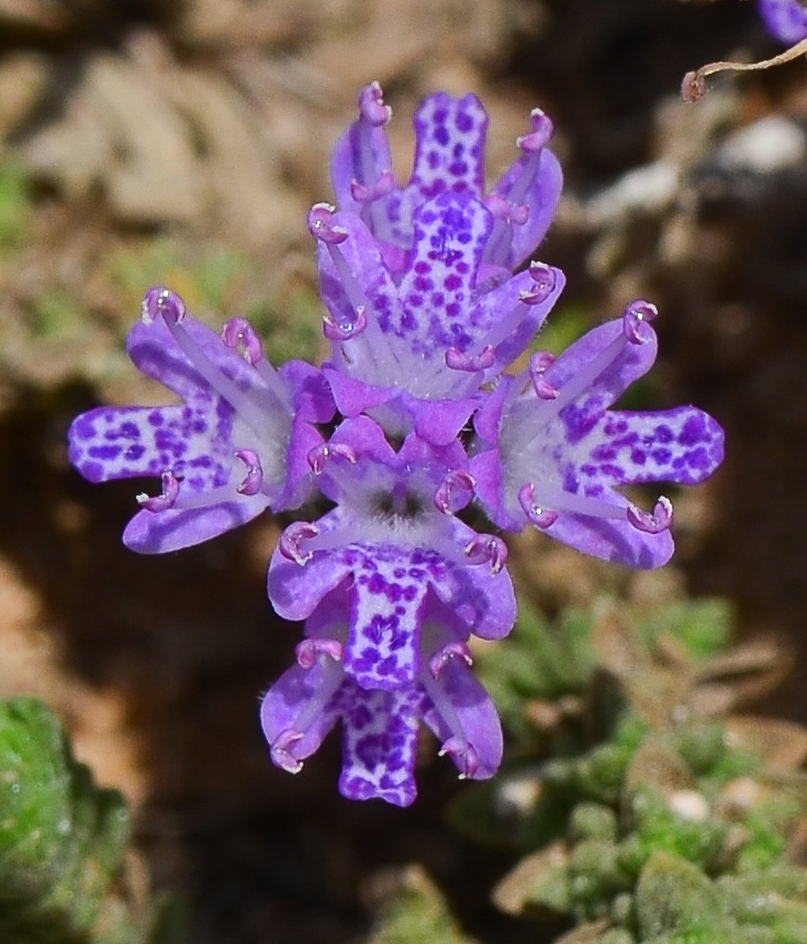 Image of Thymbra capitata specimen.