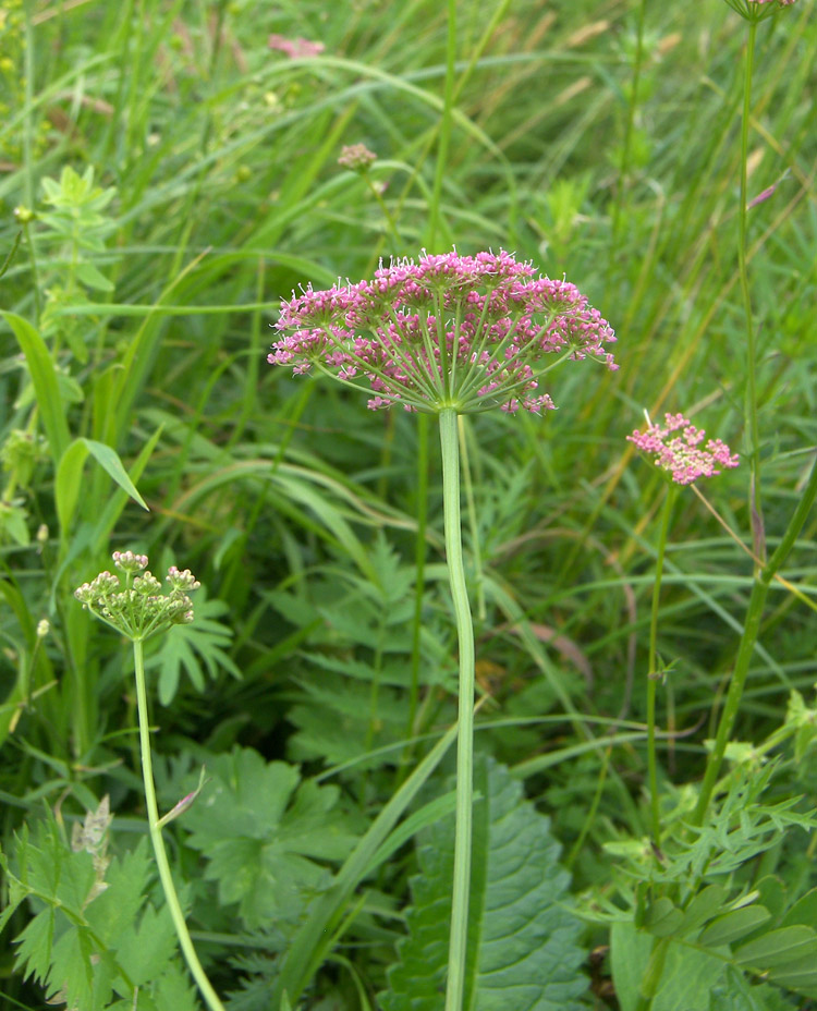 Image of Pimpinella rhodantha specimen.