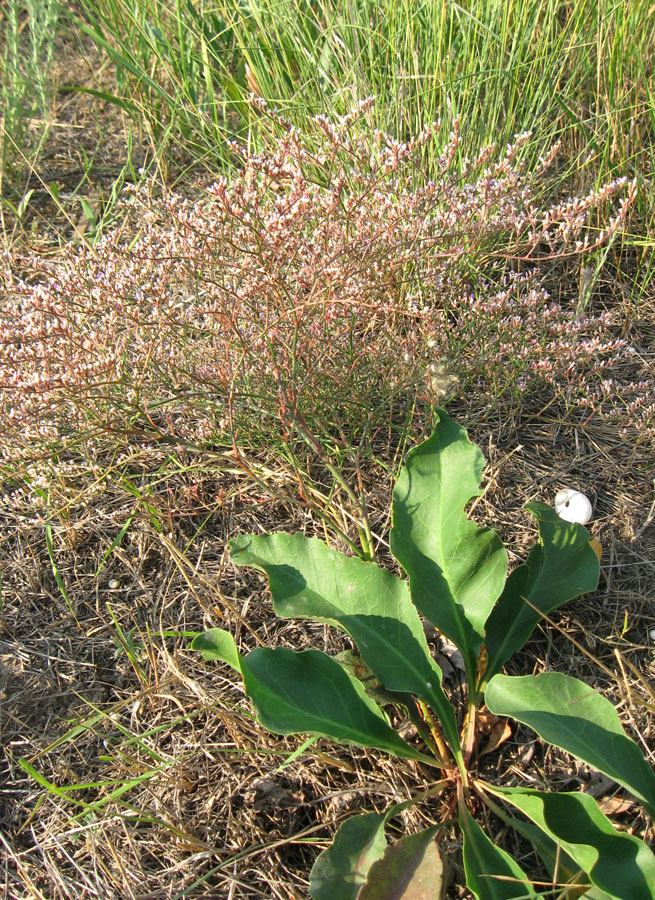 Image of Limonium scoparium specimen.