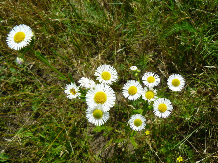 Изображение особи Erigeron annuus.