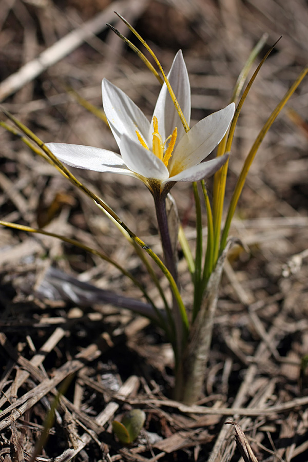 Изображение особи Crocus alatavicus.