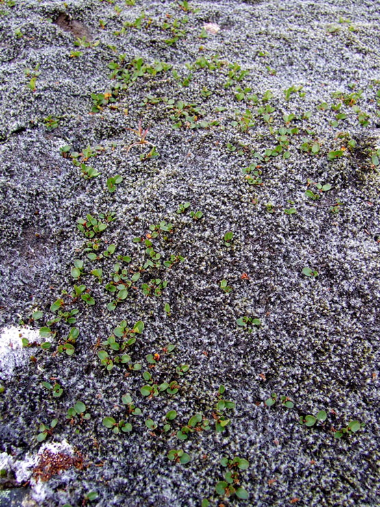 Image of Salix herbacea specimen.