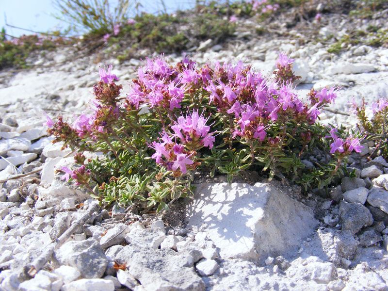 Изображение особи Thymus calcareus.